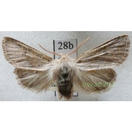 Orthosia cruda (Denis & Schiffermüller, 1775) Czech28b